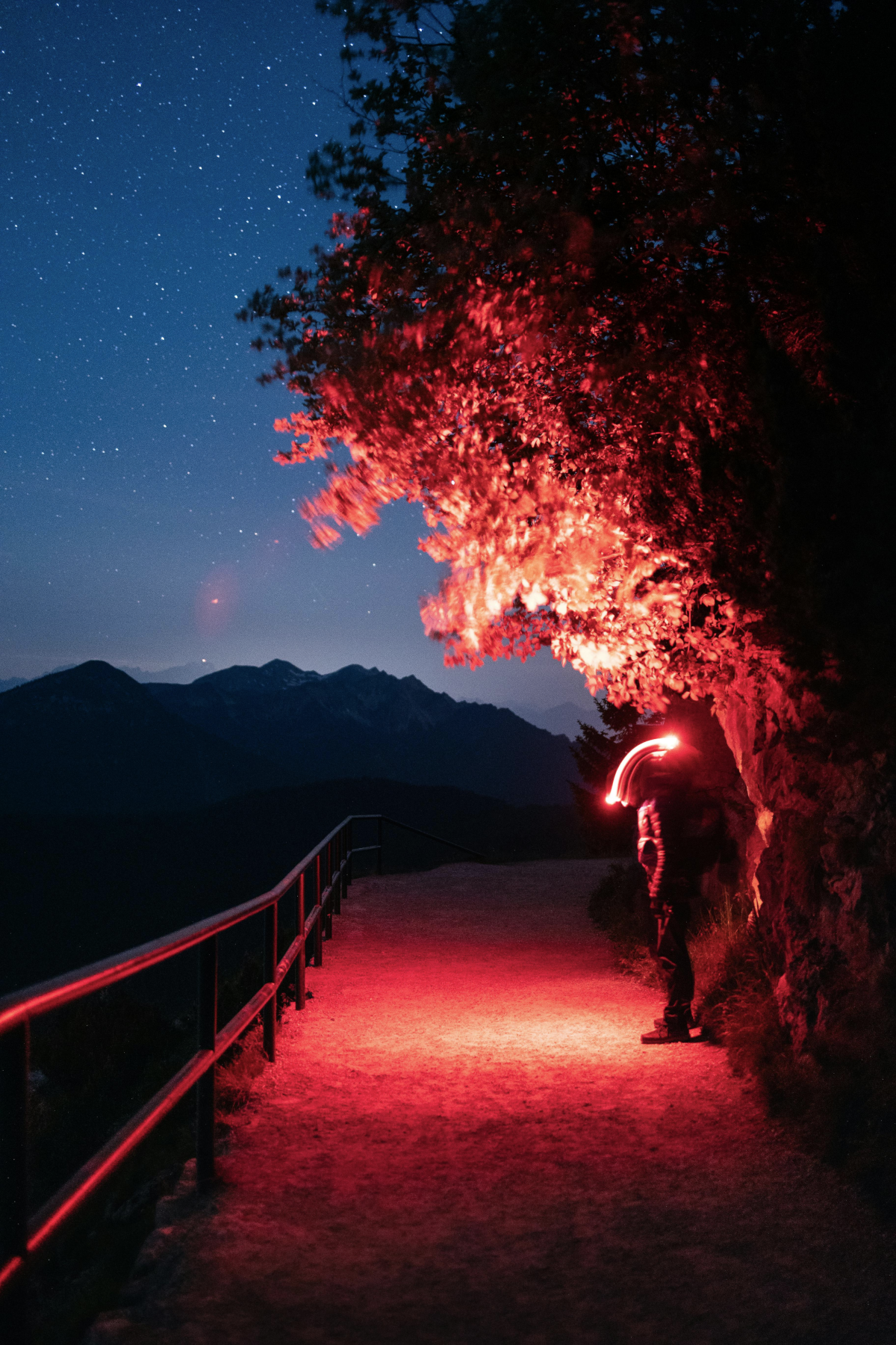 Orange Glow in the Forest